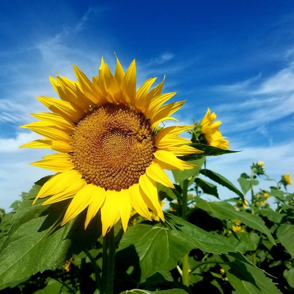 Meet your Posher, Abigail - Picture 1 of 1